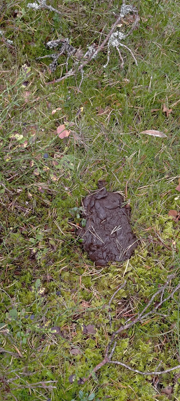 Whose poop is in the forest of Karelia, Petyayarvi district, Leningrad region - Feces, Forest, Fear, Find, Longpost