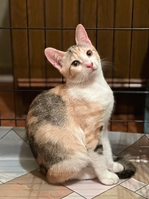 Saint Petersburg and Leningrad Region: Big-eyed miracle Zosya, a cute tricolor kitten in good hands - In good hands, Homeless animals, Overexposure, Kittens, Cat lovers, Tricolor cat, Saint Petersburg, Is free, Pet the cat, No rating, Longpost