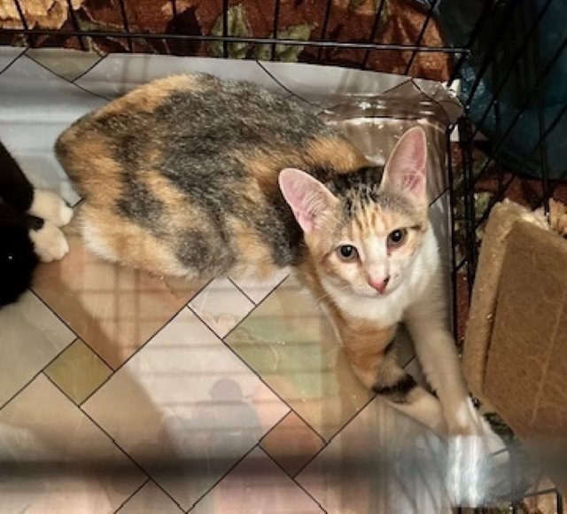 Saint Petersburg and Leningrad Region: Big-eyed miracle Zosya, a cute tricolor kitten in good hands - In good hands, Homeless animals, Overexposure, Kittens, Cat lovers, Tricolor cat, Saint Petersburg, Is free, Pet the cat, No rating, Longpost