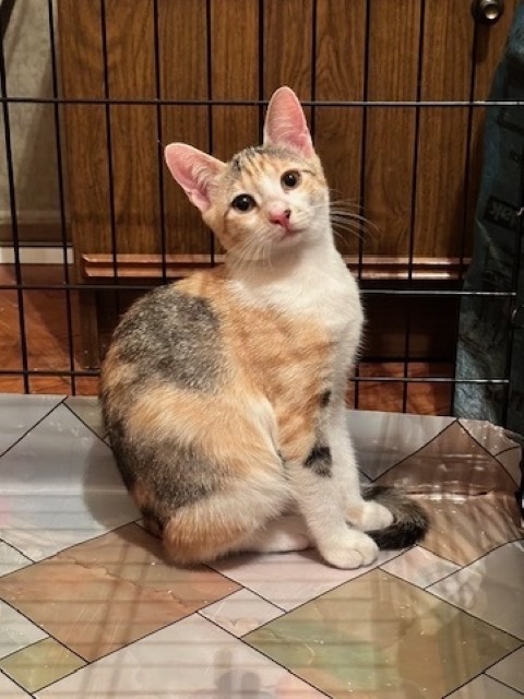 Saint Petersburg and Leningrad Region: Big-eyed miracle Zosya, a cute tricolor kitten in good hands - In good hands, Homeless animals, Overexposure, Kittens, Cat lovers, Tricolor cat, Saint Petersburg, Is free, Pet the cat, No rating, Longpost