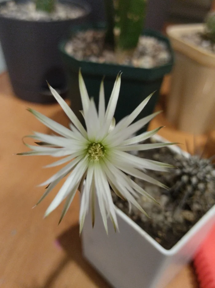 The little one is blooming - My, Cactus, Houseplants, Plants, Bloom, Hobby, Blooming cacti, Succulents, Flowers, Macro photography, Longpost