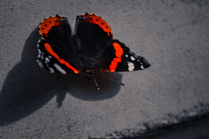 Бабочка на телефон