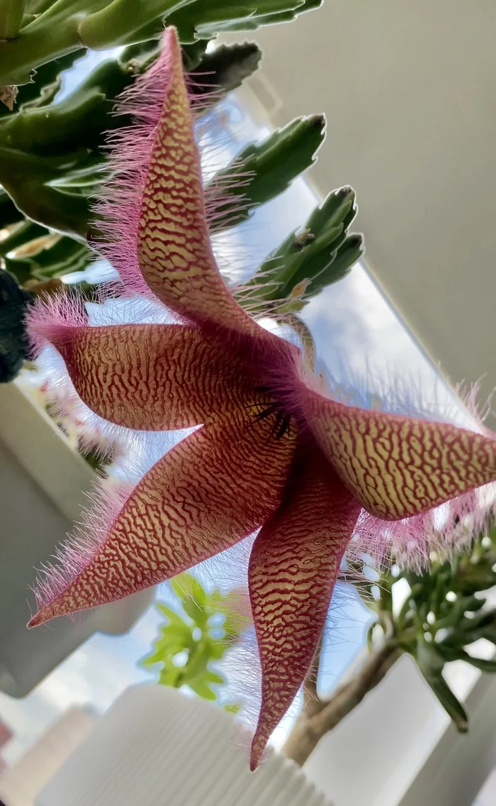 She looks like an abstract coral. - My, Checked out, Stapelia, Botany, Plants, Houseplants, Bloom, Succulents, Photographer, The photo, Plant growing, Longpost