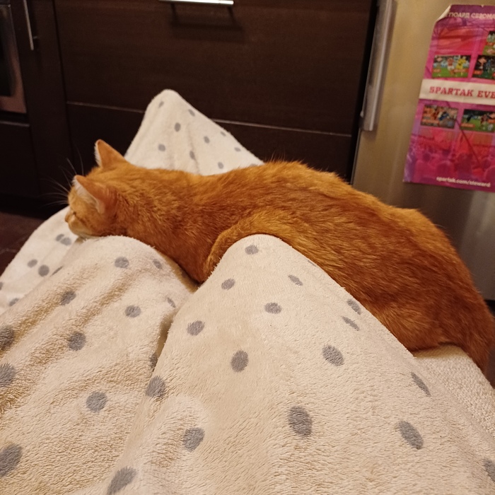 Кот - это одновременно частица и волна