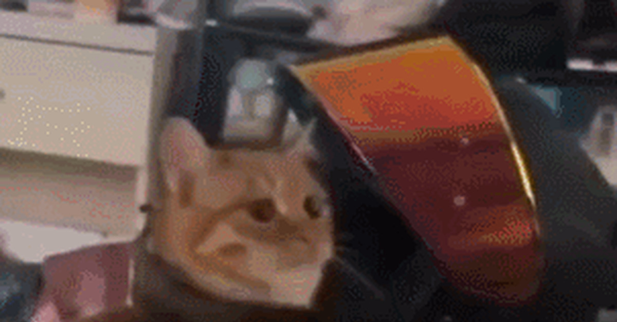 Elusive Joe - cat, Chipmunk, Elusive, Impudence, GIF