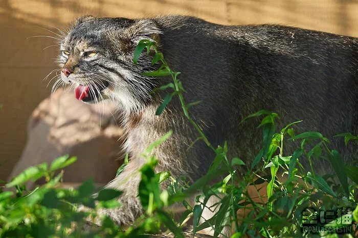 Bah, just the second one... - Wild animals, Zoo, Predatory animals, Cat family, Pallas' cat, Small cats, Grass