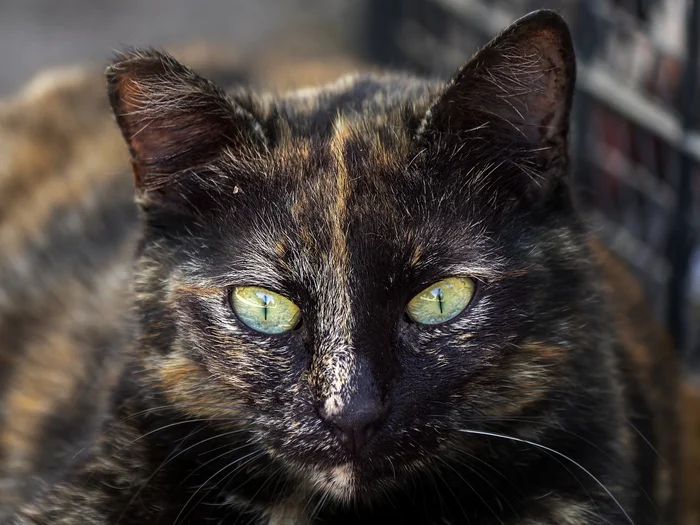 Cat portrait - My, The photo, Canon, Street photography, City walk, cat, Tricolor cat, Turtle, Crimea, Evpatoria, Pet the cat