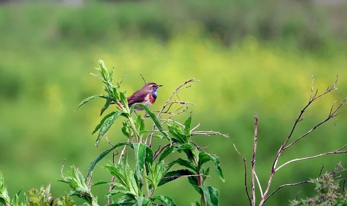 Bluethroat - My, The photo, Netherlands (Holland), Nature, Birds