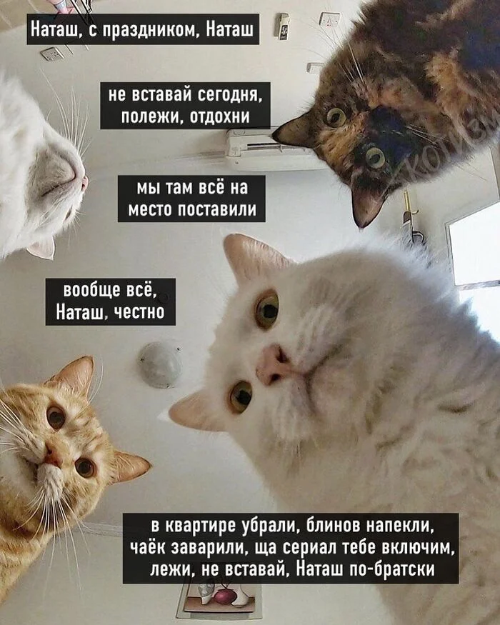 Моей единственной подписчице, ну и котики куда без них :) )) - Кот, Юмор, Календарь, Картинка с текстом, Наташа мы все уронили