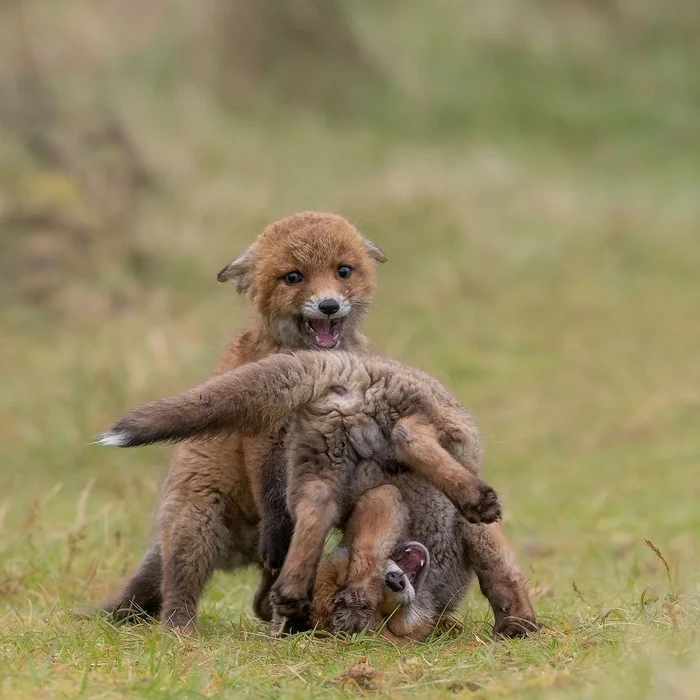 Freestyle wrestling - The photo, Fox, Animals, In the animal world