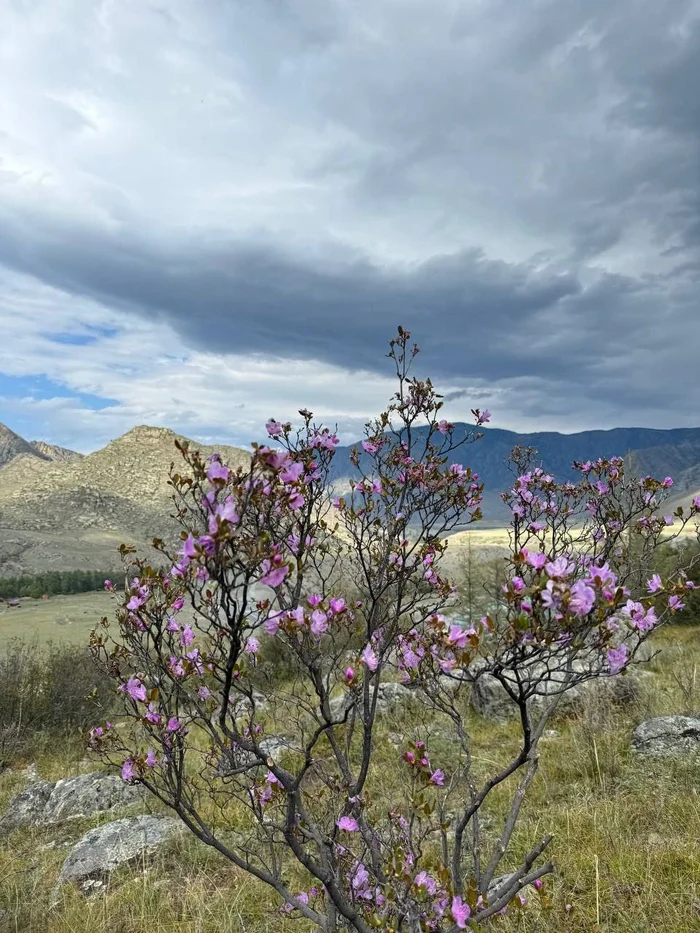 Autumn flowering of maralnik - Maralnik, Rhododendron, Bloom, Bush, beauty, Plants, wildlife, Sailyugem National Park, Altai Republic, Telegram (link), Longpost