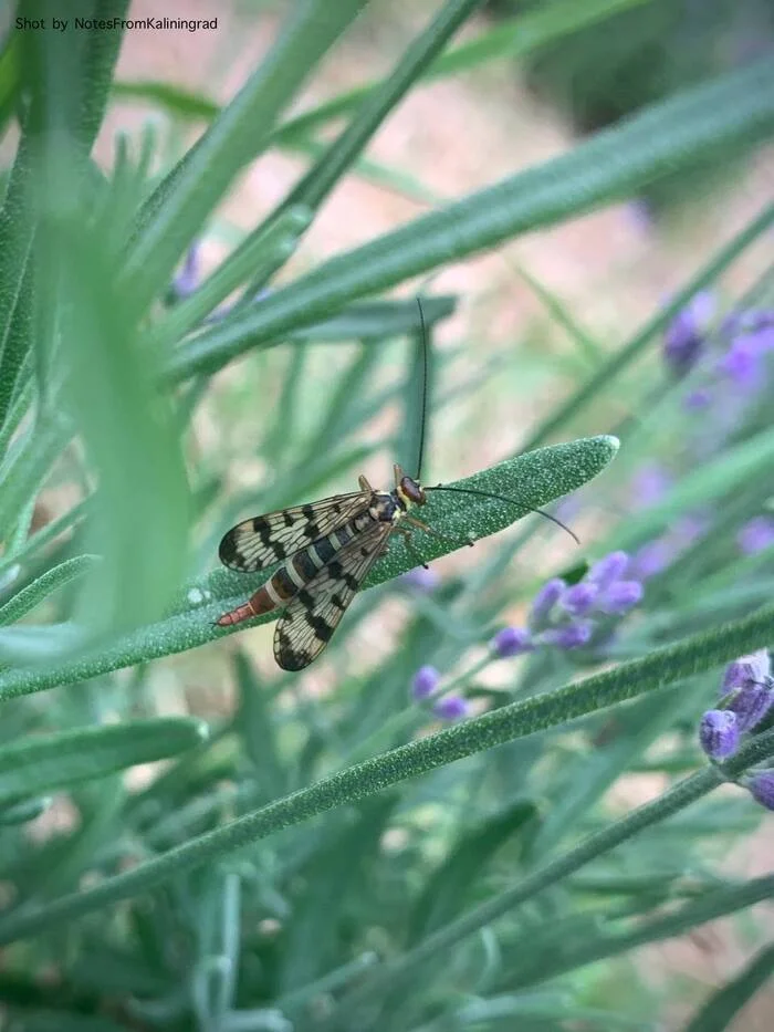 Common scorpionfly - My, scorpion girl, Insects, The photo, City walk, Street photography, Kaliningrad, Kaliningrad region