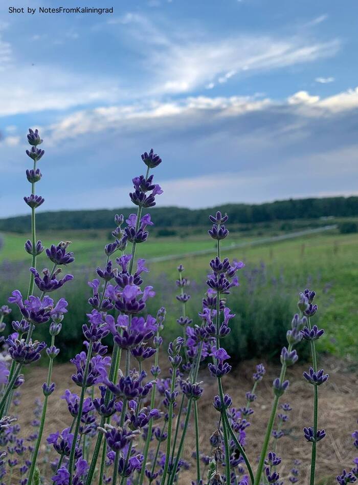 Lavender angustifolia - My, Lavender, Bloom, Plants, Street photography, The photo, Kaliningrad region, Kaliningrad