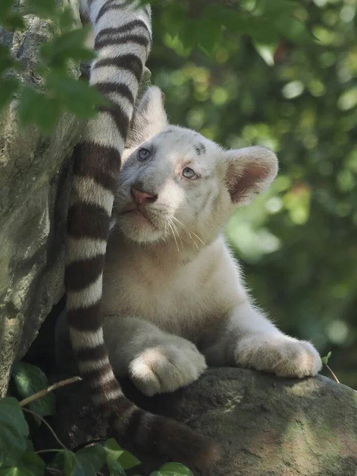 What a strange striped python... - Wild animals, Zoo, Predatory animals, Cat family, Big cats, Tiger, White tiger, Bengal tiger, Tiger cubs, Tail, Young