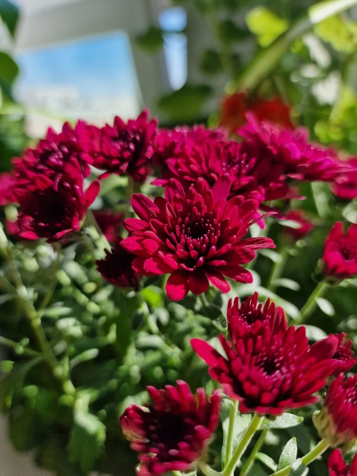 September 3rd. My fires are not rowan - My, Plants, Houseplants, Flowers, Brightness, beauty, Paints, September 3, September, Sun rays, Bloom, Pelargonium, Geranium, Hibiscus, the Rose, Chrysanthemums, Violets, Longpost