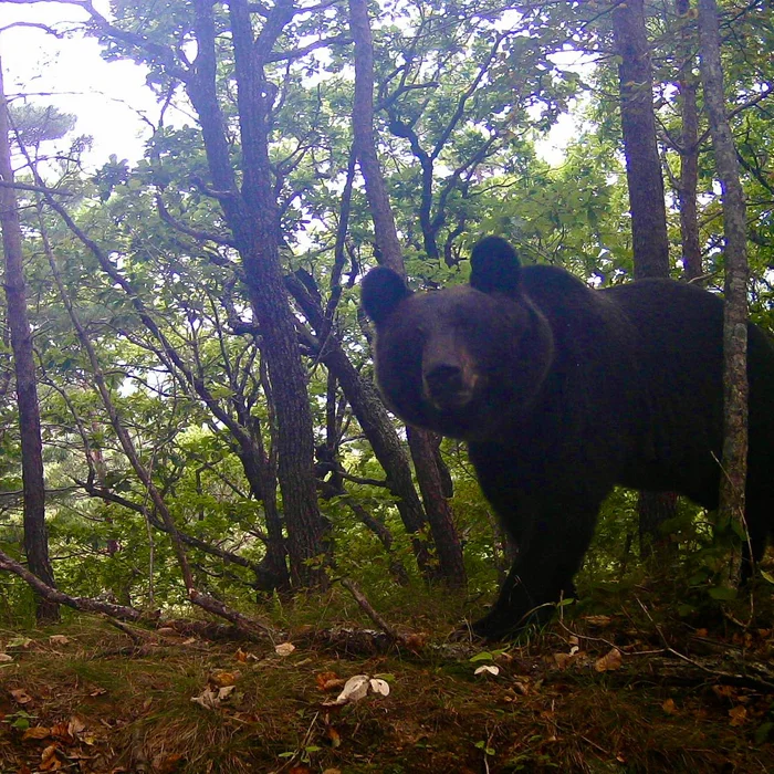 Came out well - Brown bears, National park, Land of the Leopard, Primorsky Krai, Phototrap, The photo, Wild animals, wildlife, The Bears, Telegram (link)