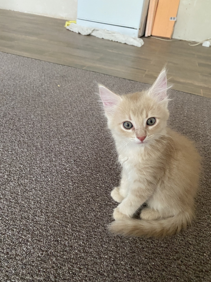 ������� ������ �������