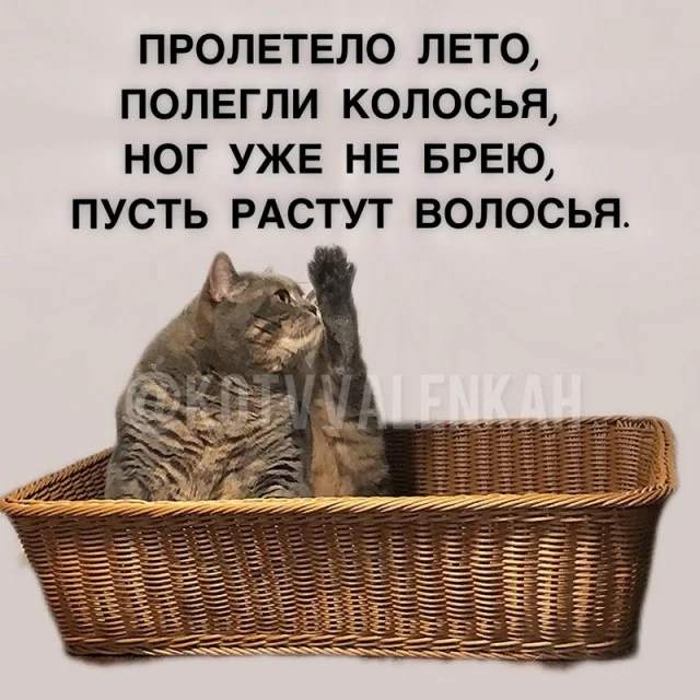 Wise advice! - Humor, Picture with text, cat, Hoba