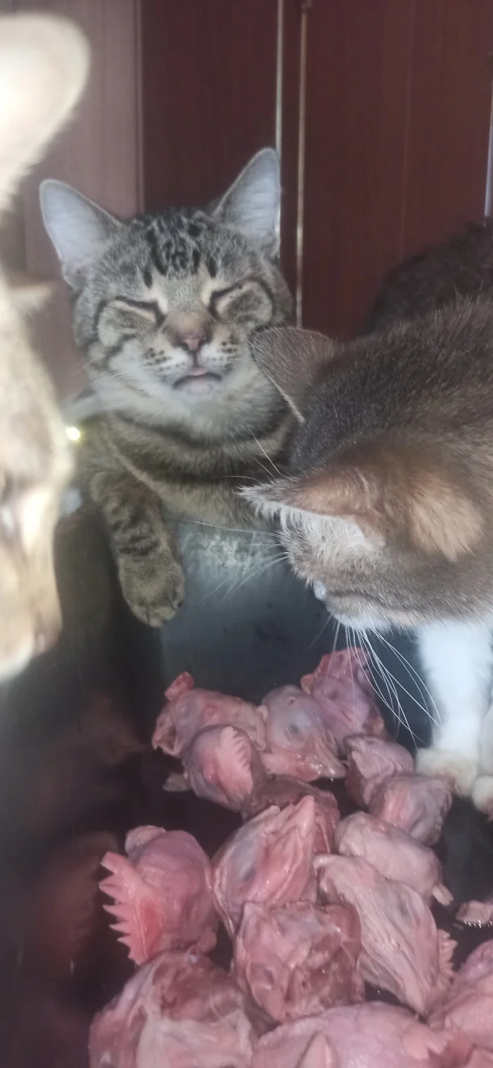 Sanya dozed off above their heads. He ate too much. - My, Shelter, Overexposure, Homeless animals, Animal Rescue, cat, No rating, Volunteering, Cat lovers, The rescue, Fluffy, Charity, Telegram (link), Pet the cat, Kindness, Longpost