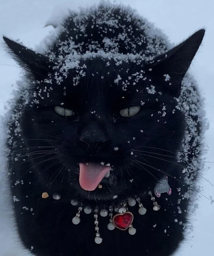 Котейкины записки - Моё, Литература, Книги, Отрывок