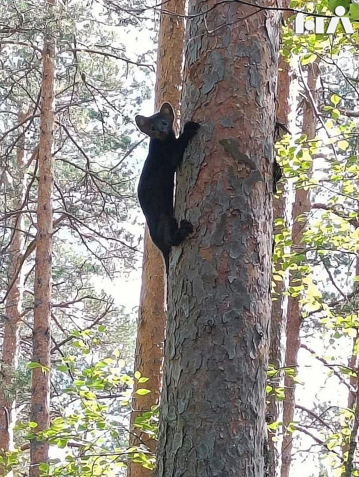 Sable went out the wrong door - Saint Petersburg, Russia, Nature, Animals, Telegram (link), The photo, Sable, Cunyi, Predatory animals