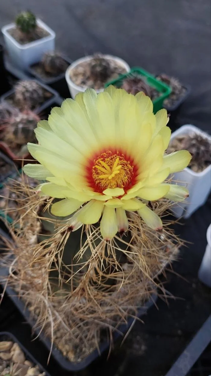 The old man has blossomed - My, Plants, Hobby, Houseplants, Cactus, Succulents, Blooming cacti, Bloom, Macro photography, Garden