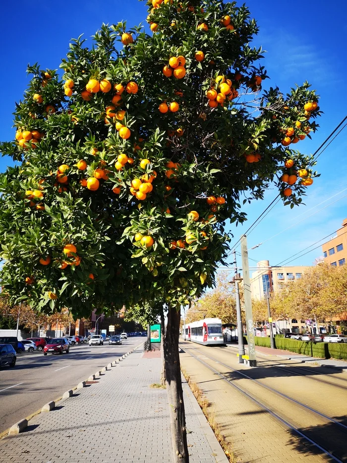 Tangerines - My, Travels, Spain, The photo, Mobile photography, Longpost