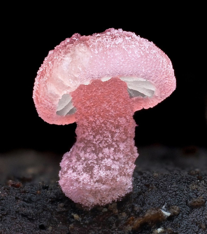   Mycena roseoflava , , ,  , 