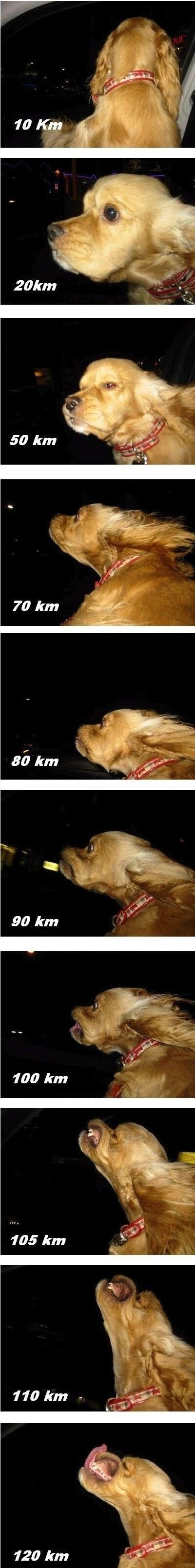 Drive...! - Humor, Picture with text, Dog, Speed, Drive, Longpost