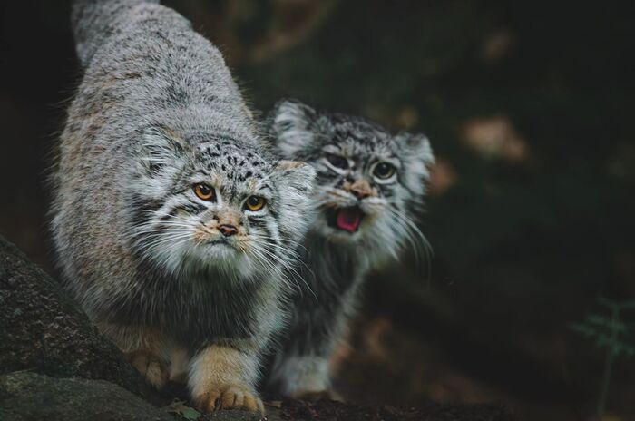 Мать и дочь