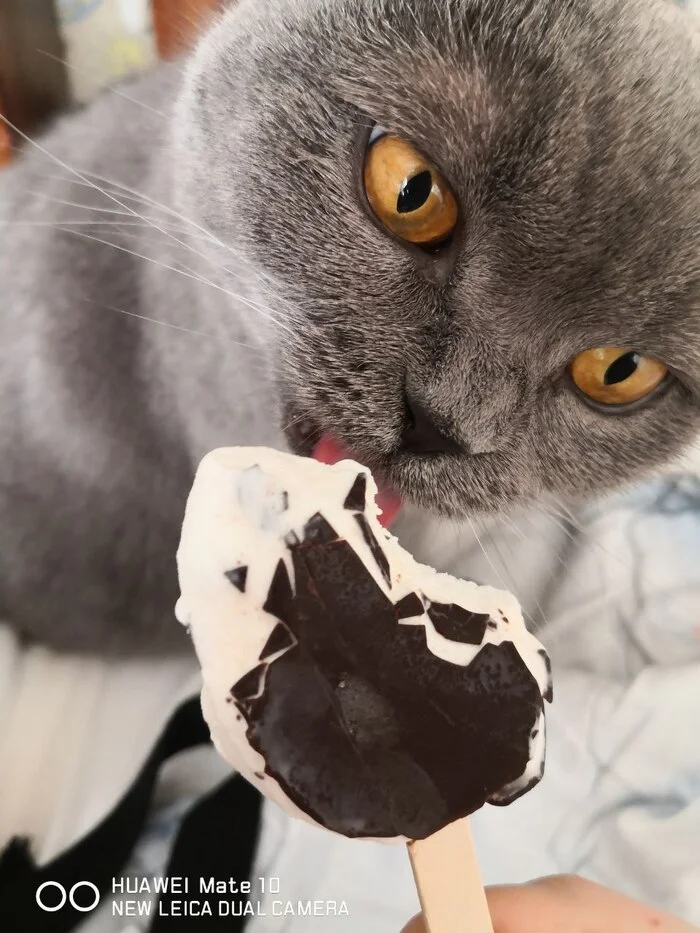 Everyone loves ice cream - My, Images, Milota, British Fold, cat, Ice cream, Mobile photography