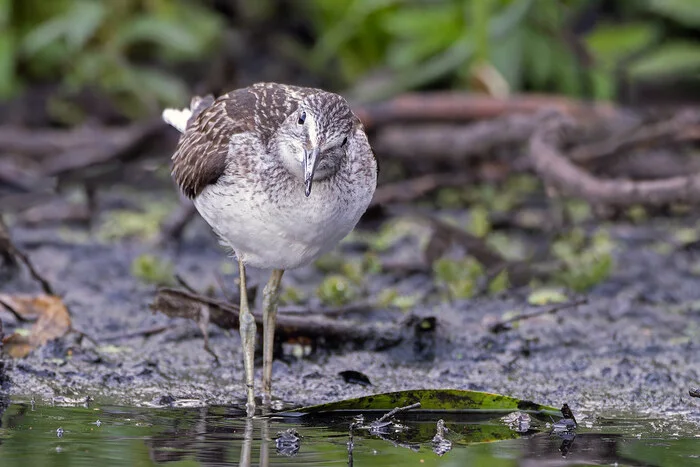 Autumn migration of waders - My, Birds, Ornithology, Photo hunting, Bird watching, The nature of Russia, Ornithology League, Sandpiper, Autumn, The photo