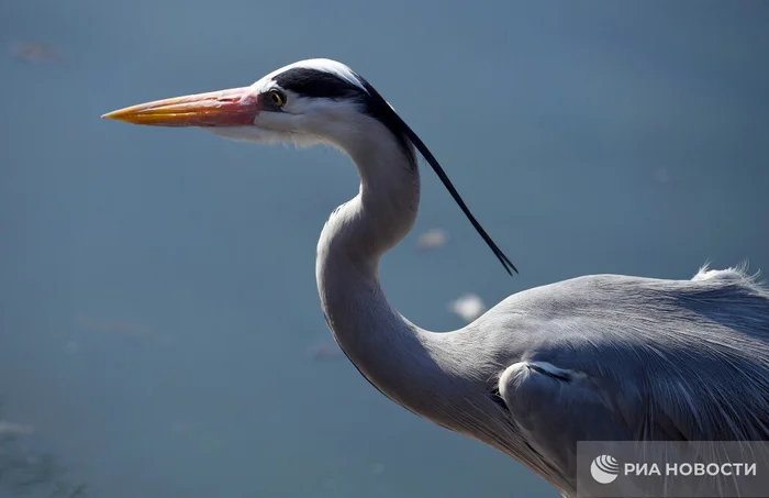 Grey herons spotted in Moscow - Gray heron, Birds, Rare view, Moscow, Red Book, Wild animals, Ecology, The photo, Telegram (link)