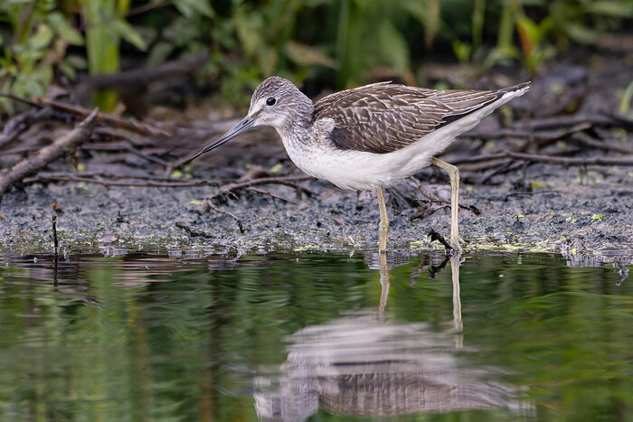 ������� ���� \ Greenshank \ Tringa nebularia