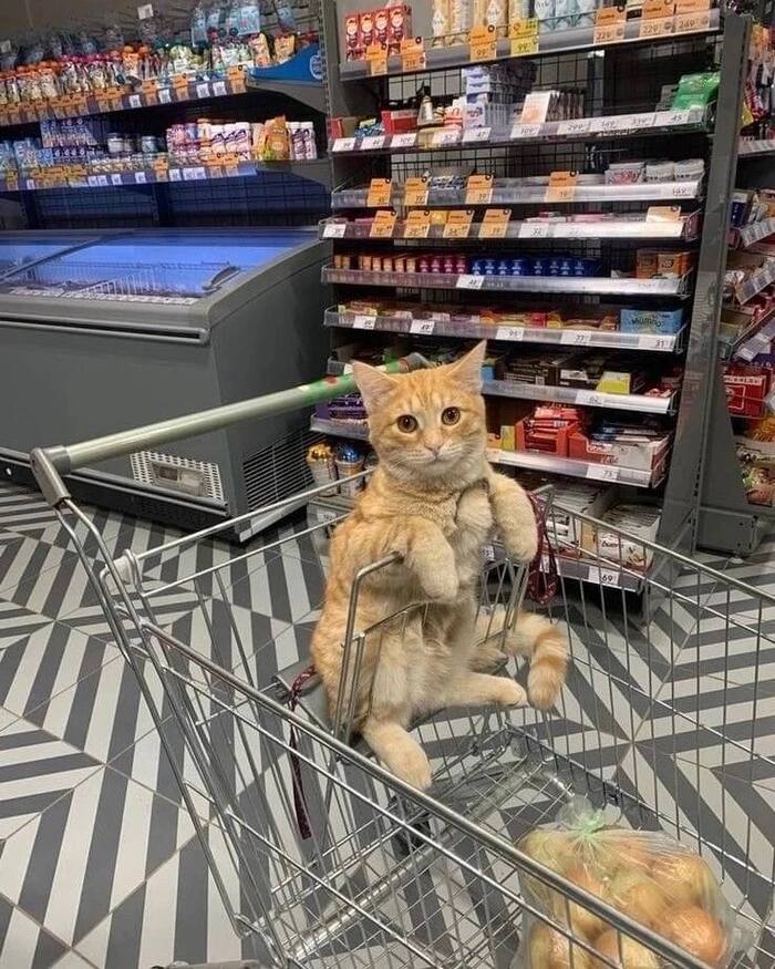 Cuteness carrier spotted in Moscow supermarket - My, Moscow, Moscow region, cat, Kittens, Pet the cat, Milota, Score, Supermarket, Products, Purchase, Animals, Pets, Pyaterochka, People, Refrigerator, Kindness, Astonishment, Amazing, Like