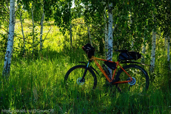 In the birches - My, The photo, Nature, Bike ride, Leisure, A bike