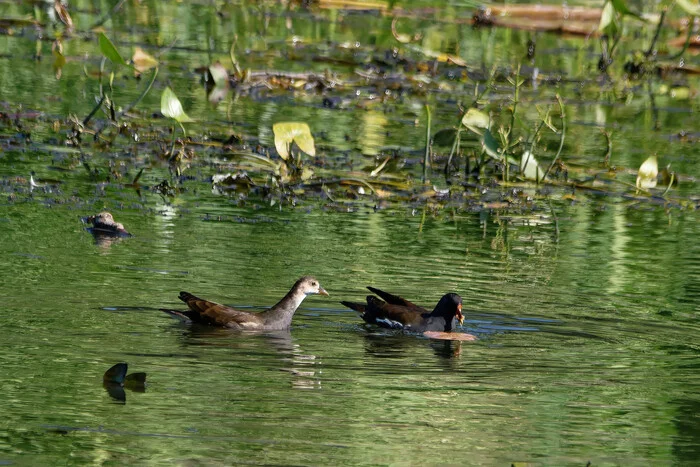 Primary school - My, Photo hunting, The nature of Russia, Birds, Hobby, River, Klyazma, Nature, Water, wildlife, Bird watching, Longpost, The photo