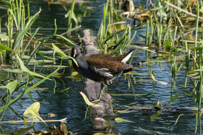 One leg - My, Nature, Birds, The nature of Russia, Photo hunting, Hobby, Klyazma, River, wildlife, Bird watching