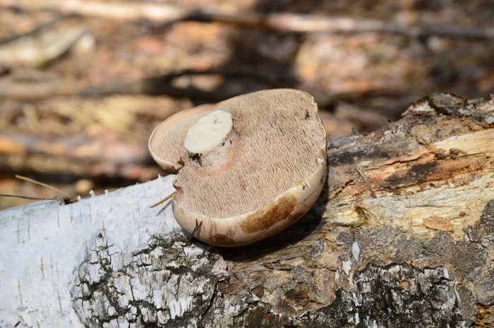 Interesting find - My, Mushrooms, Forest, Nature