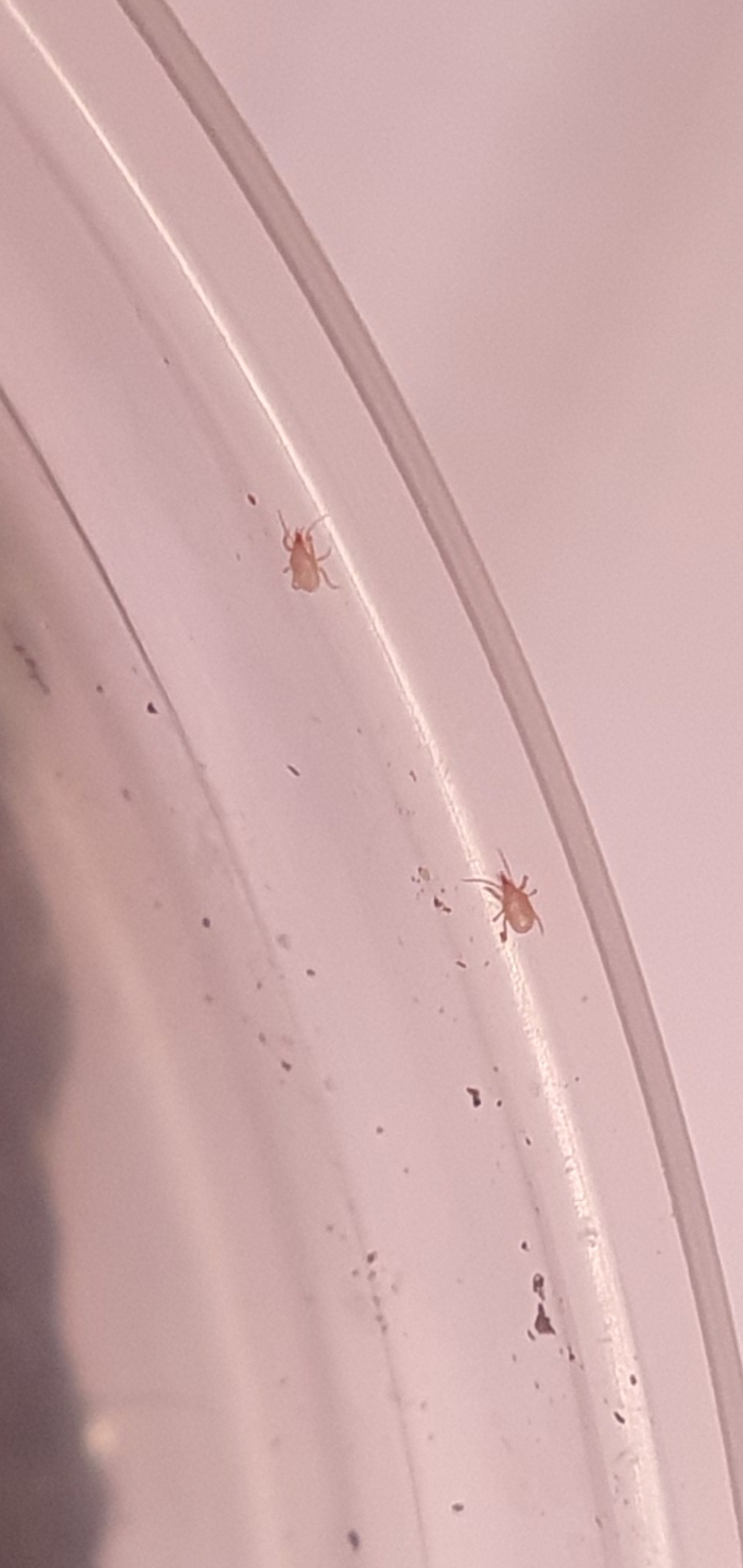 Букашки в грунте