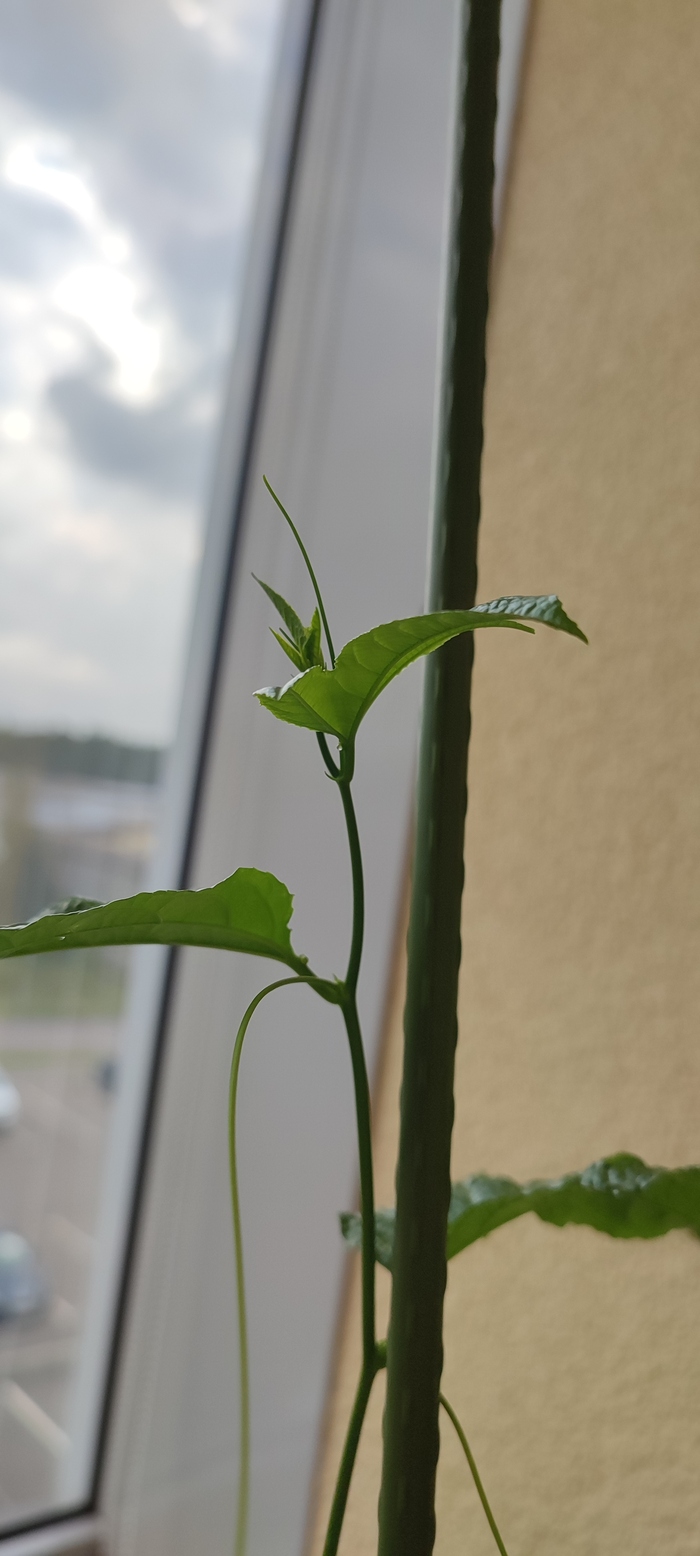  ,    , .      .     1.5 .  .