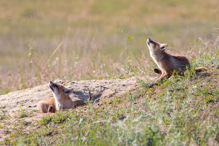 Synchronized scratching - My, Fox cubs, Fox, Steppe, Rostov region, Photo hunting, Wild animals, The photo, Canines, Scratching, wildlife, Korsak