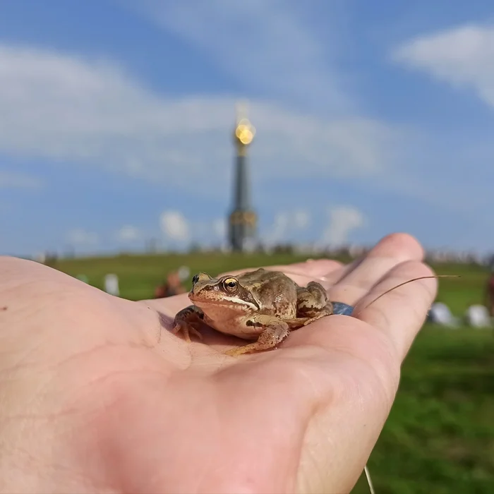 Особый зритель на реконструкции Бородинского сражения - Моё, Лягушки, It Is Wednesday My Dudes, Бородино, Отечественная война 1812 года