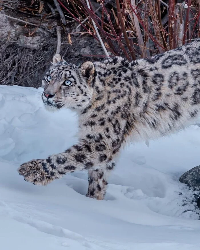 Footprints in the snow - an invisible fakir, - Cat family, Predatory animals, Wild animals, Big cats, Snow Leopard, Ladakh, National park, The photo, wildlife