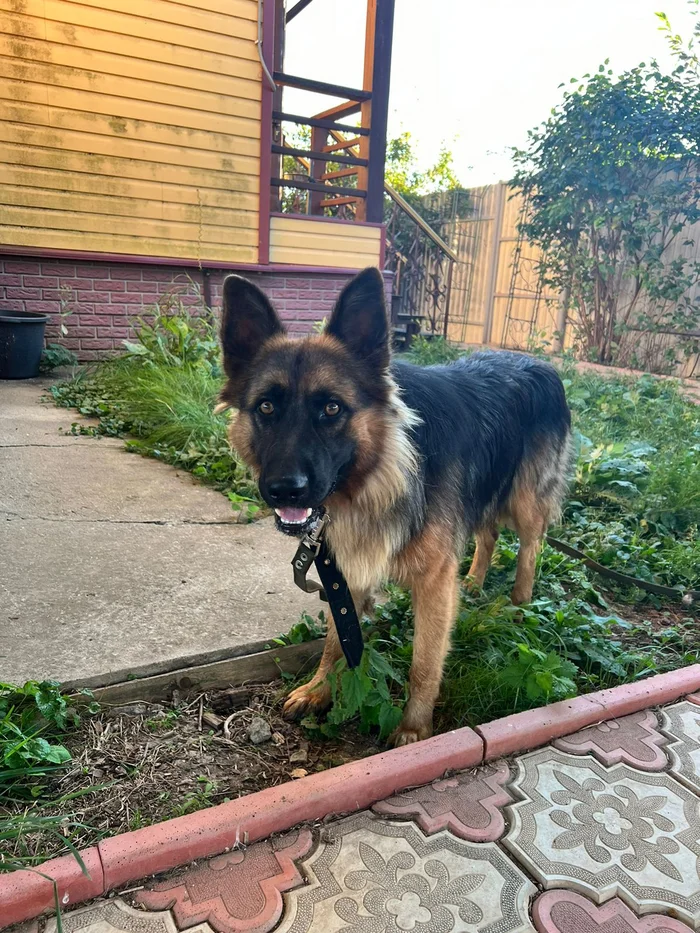 Shepherd dog found - Homeless animals, Overexposure, Fluffy, Sheepdog, Volunteering, Longpost, Dog, In good hands, Found a dog