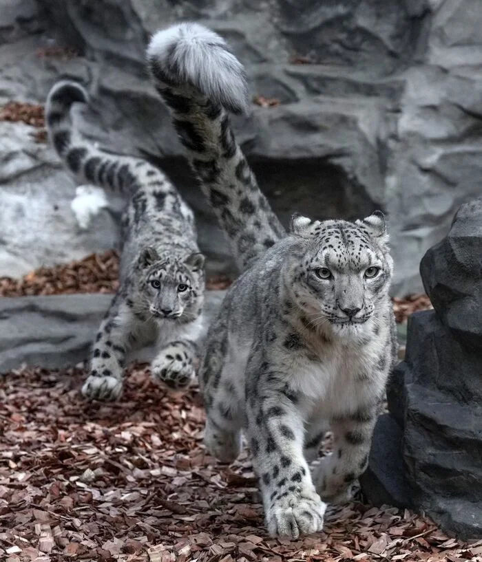 Catch-up - Wild animals, Predatory animals, Cat family, Big cats, The photo, Snow Leopard