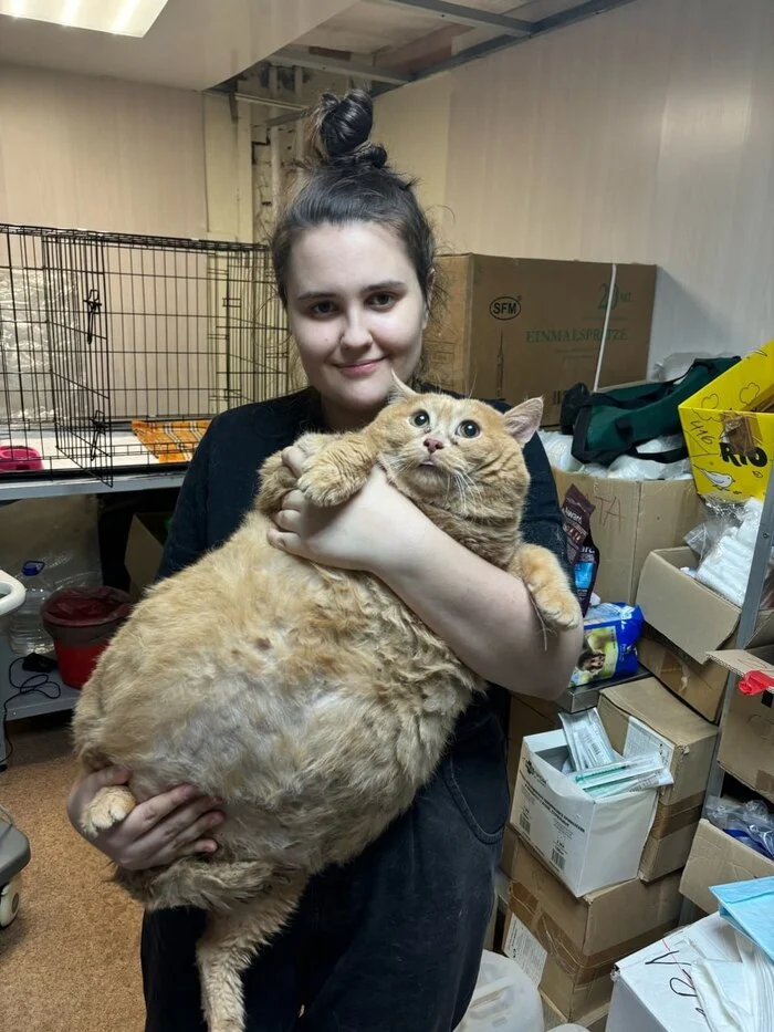 A cat weighing 17 kg was taken to a shelter in Perm - cat, Obesity, Fat cats, Telegram (link), Longpost, VKontakte (link)