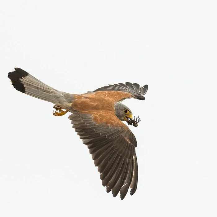 With prey - Kestrel, Falcon, Birds, Predator birds, Wild animals, wildlife, Italy, The photo, Mining, Spider