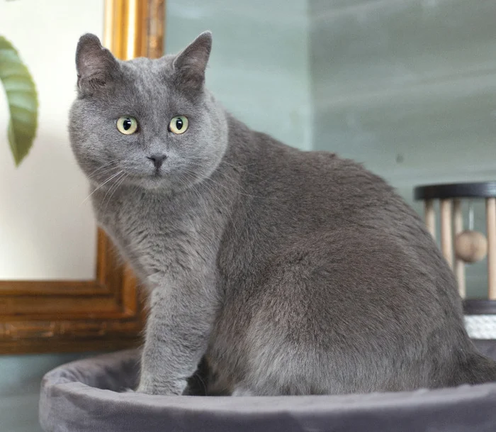 Silver very large cat Plush is looking for a home - Russian blue, cat, Cat lovers, In good hands, Moscow, Moscow region, Homeless animals, Longpost