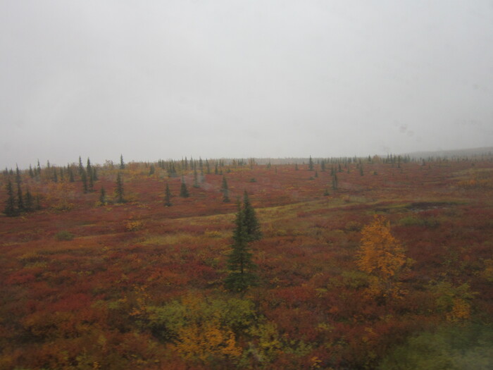 В тундре совсем уныло